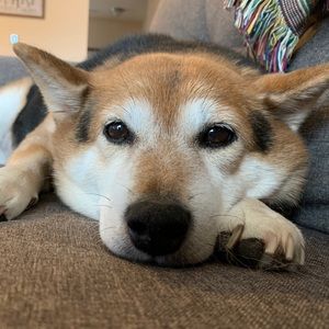 Meet your Posher, Anne